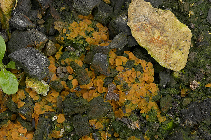 Anthracobia melaloma